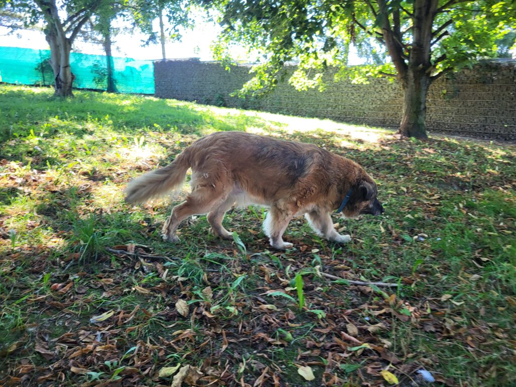 Hund Babuszka Zuhause gesucht Tierheim Hoffnung für Tiere