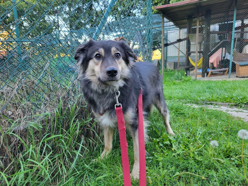 Hund Fiona Zuhause gesucht Tierheim Hoffnung für Tiere