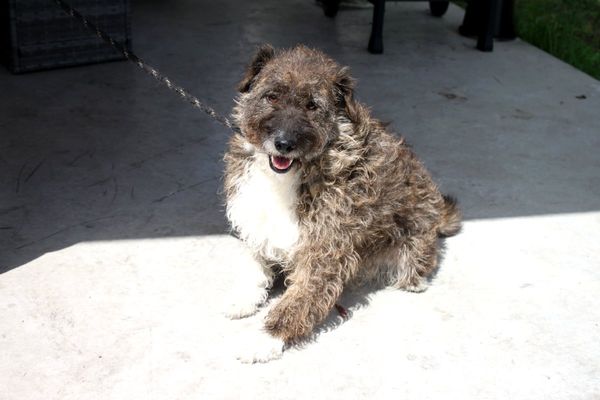 Hund Cindy Polen Aufnahmepatenschaft gesucht