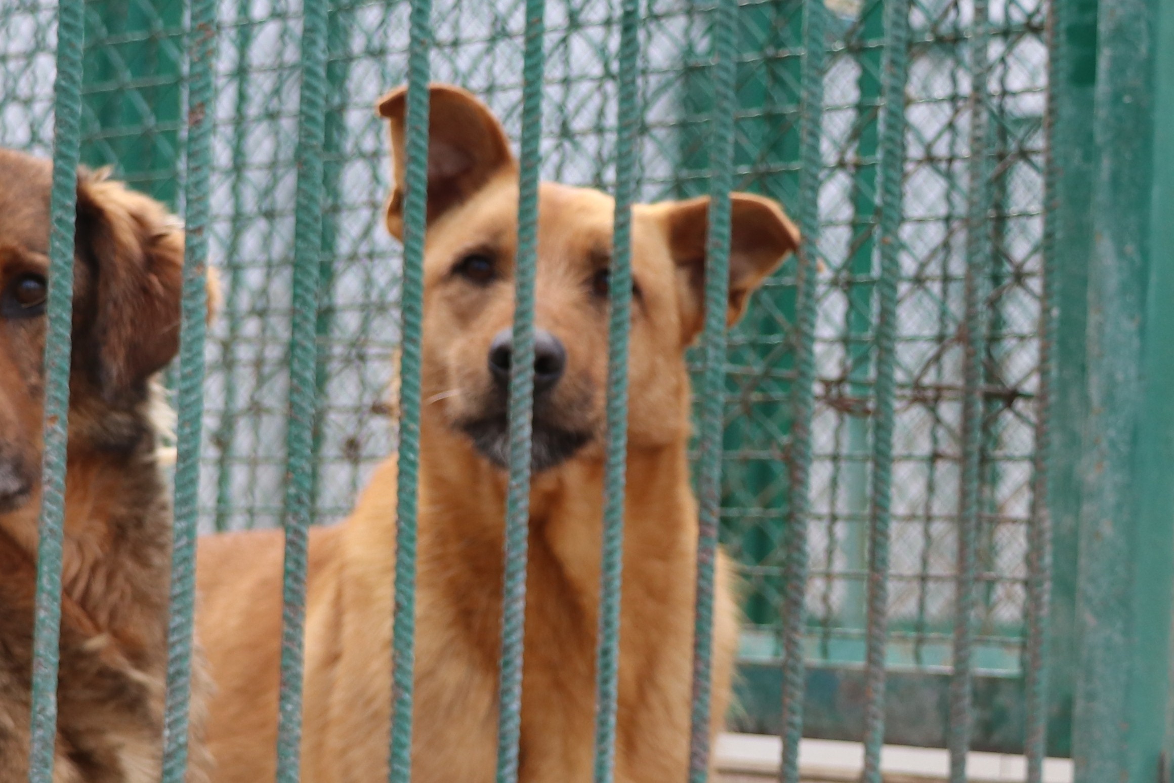 Hund Exa Polen Aufnahmepatenschaft gesucht