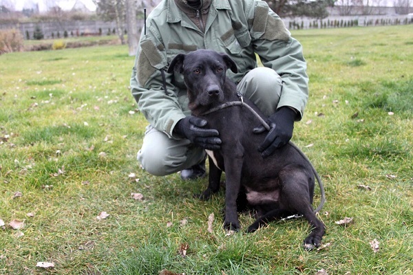 Hund Hamstaff Polen Aufnahmepatenschaft gesucht
