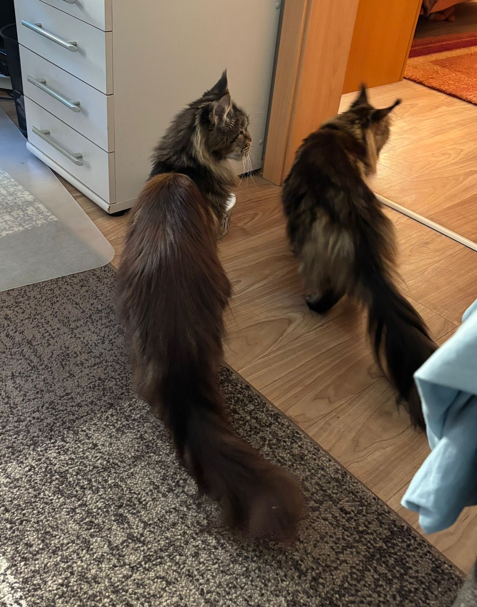 Kassiopeia und Vallery