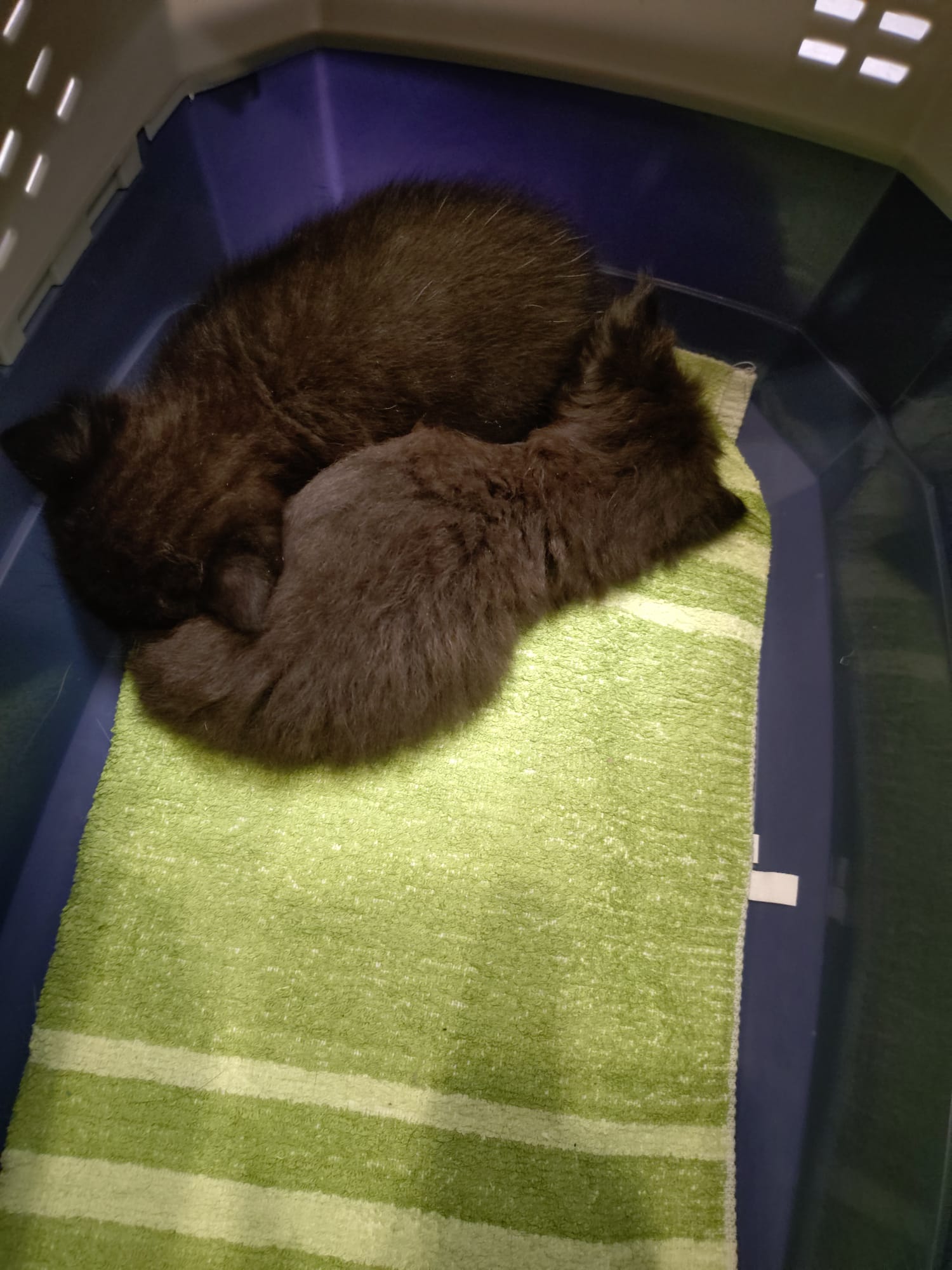 VetAmt Kitten