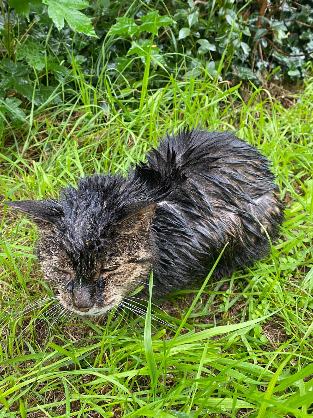 Fundkatze Bautzen Emma
