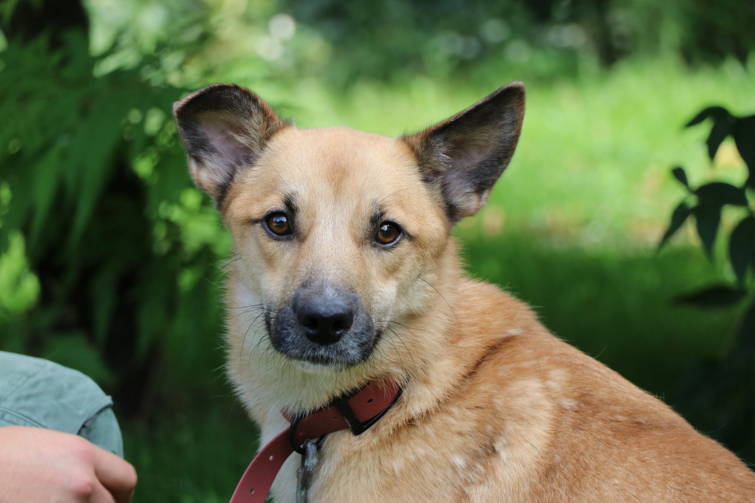 Hund Paris Zuhause gesucht Tierheim Hoffnung für Tiere