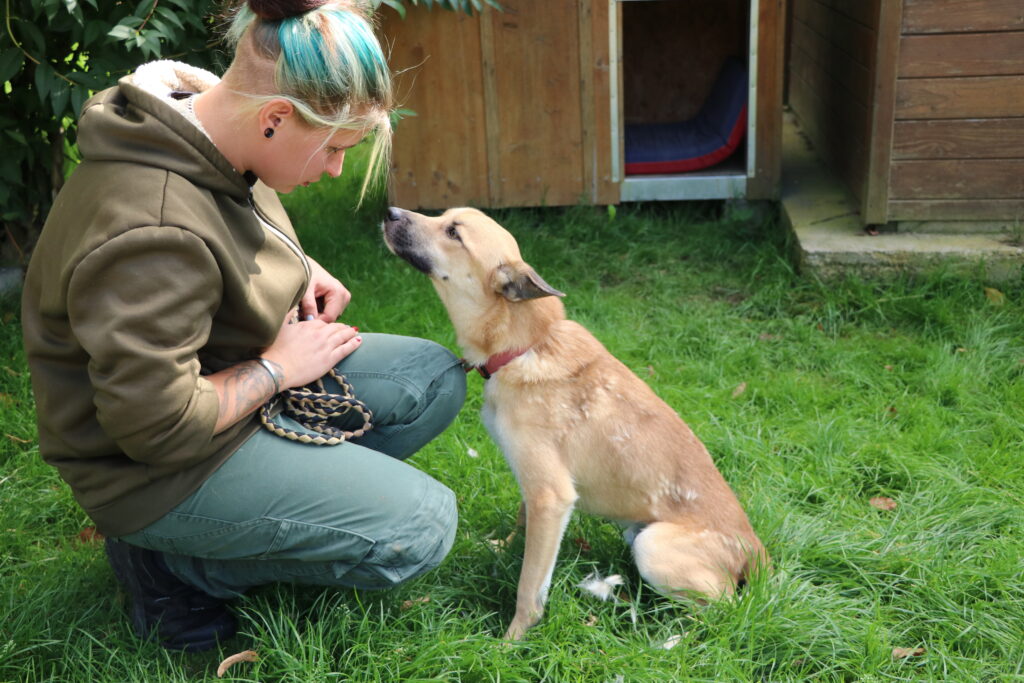 Paris Hund Paris Zuhause gesucht Tierheim Hoffnung für Tiere