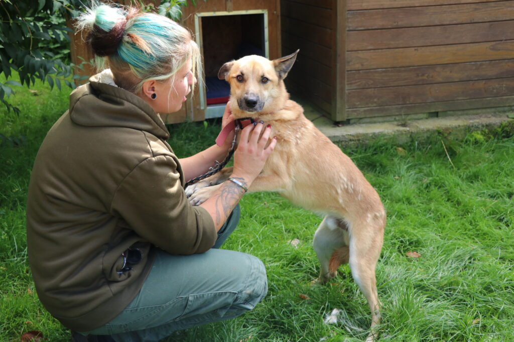 Paris Hund Paris Zuhause gesucht Tierheim Hoffnung für Tiere