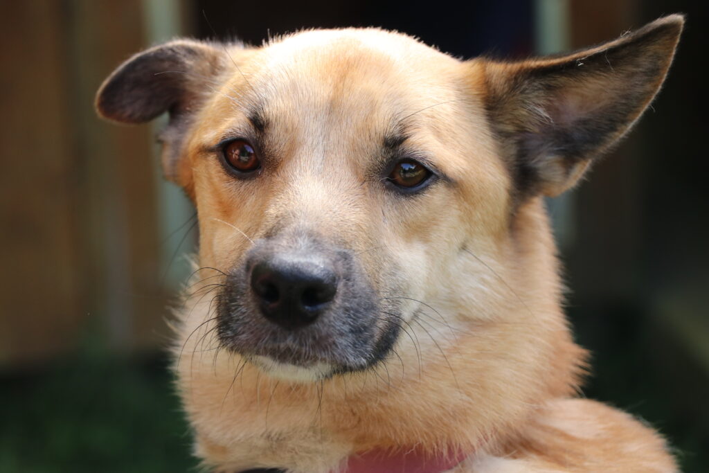 Paris Hund Paris Zuhause gesucht Tierheim Hoffnung für Tiere