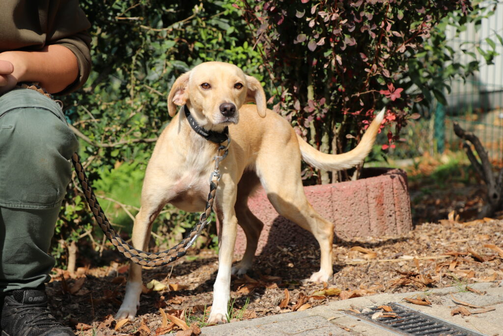 Hund Ella Zuhause gesucht Tierheim Hoffnung für Tiere