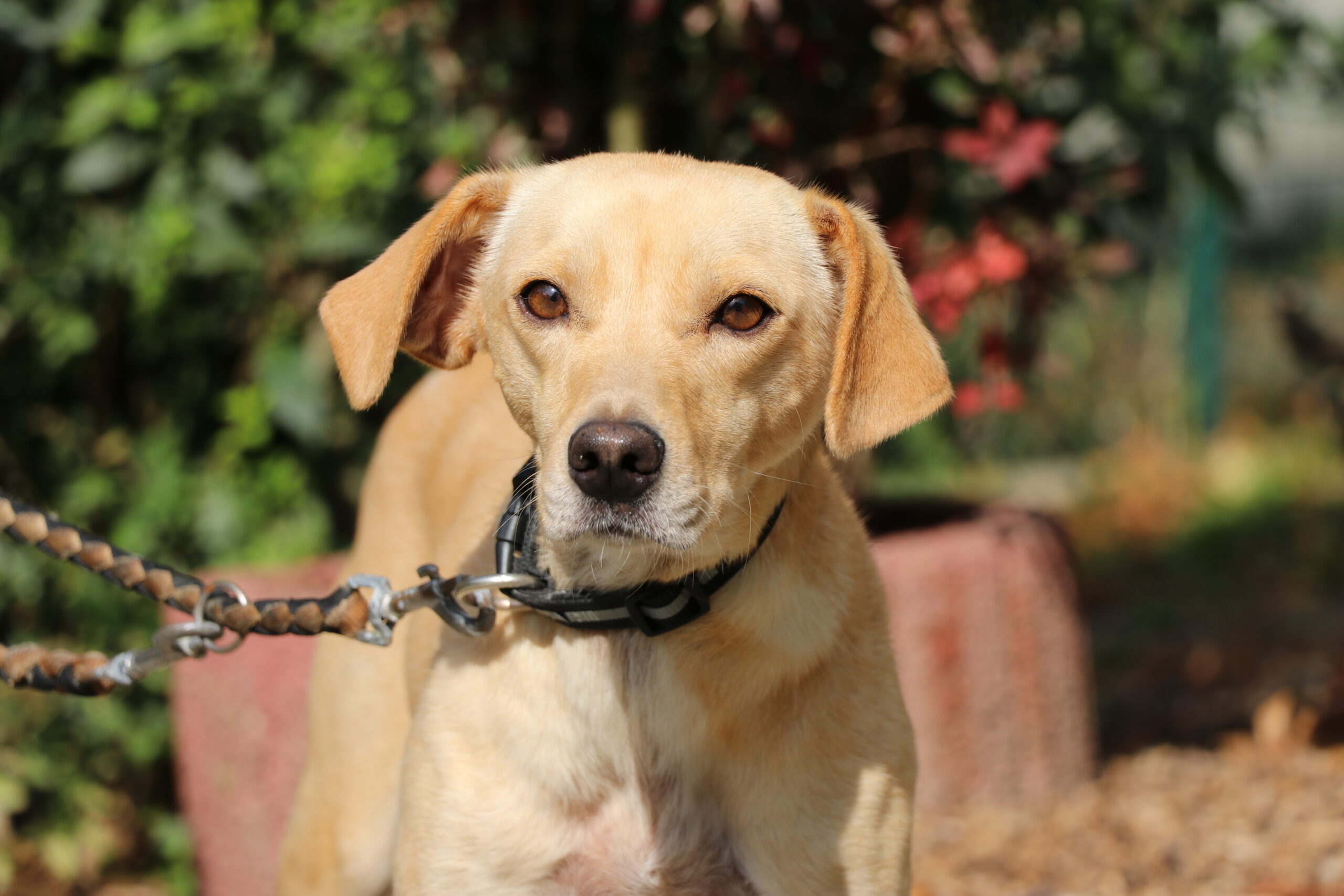 Hund Ella Zuhause gesucht Tierheim Hoffnung für Tiere