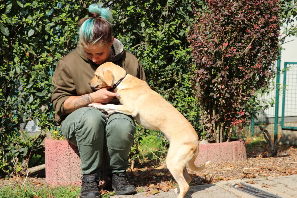 Hund Ella Zuhause gesucht Tierheim Hoffnung für Tiere