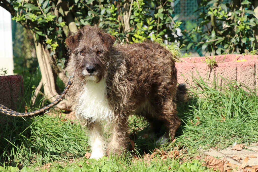 Hund Cindy Zuhause gesucht Tierheim Hoffnung für Tiere