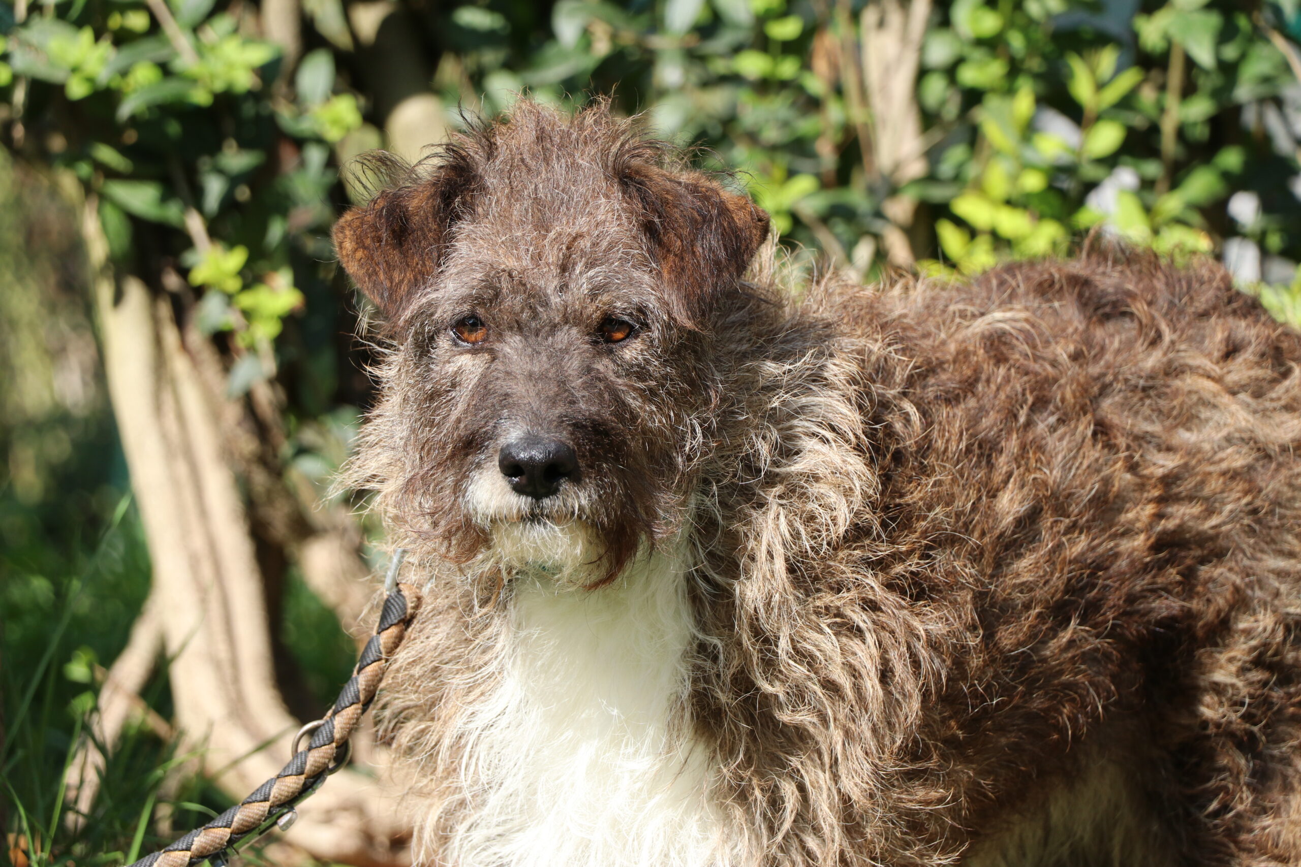 Hund Cindy Zuhause gesucht Tierheim Hoffnung für Tiere
