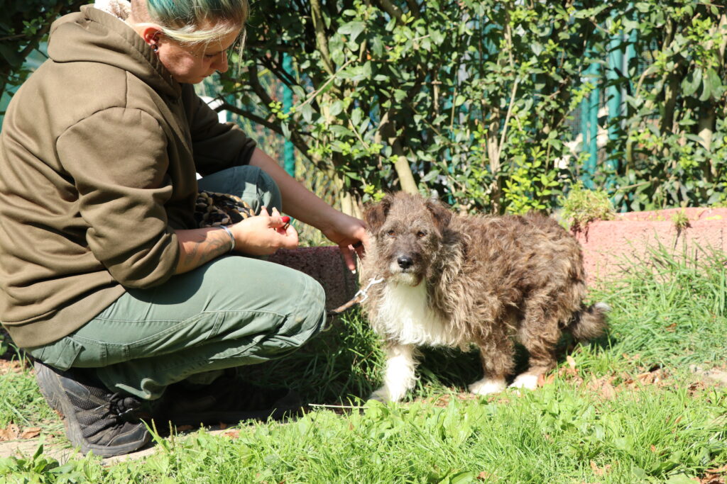 Hund Cindy Zuhause gesucht Tierheim Hoffnung für Tiere