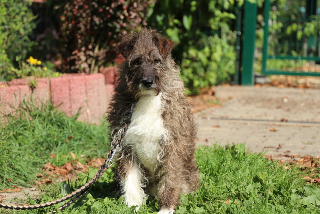 Hund Cindy Zuhause gesucht Tierheim Hoffnung für Tiere