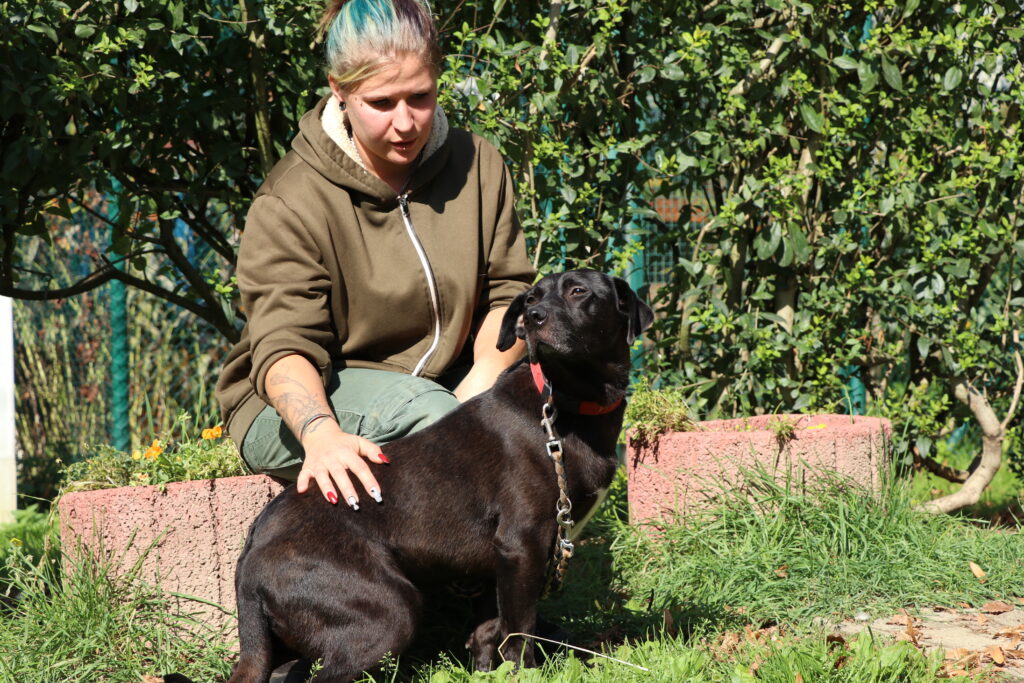 Hund Hamstaff Zuhause gesucht Tierheim Hoffnung für Tiere