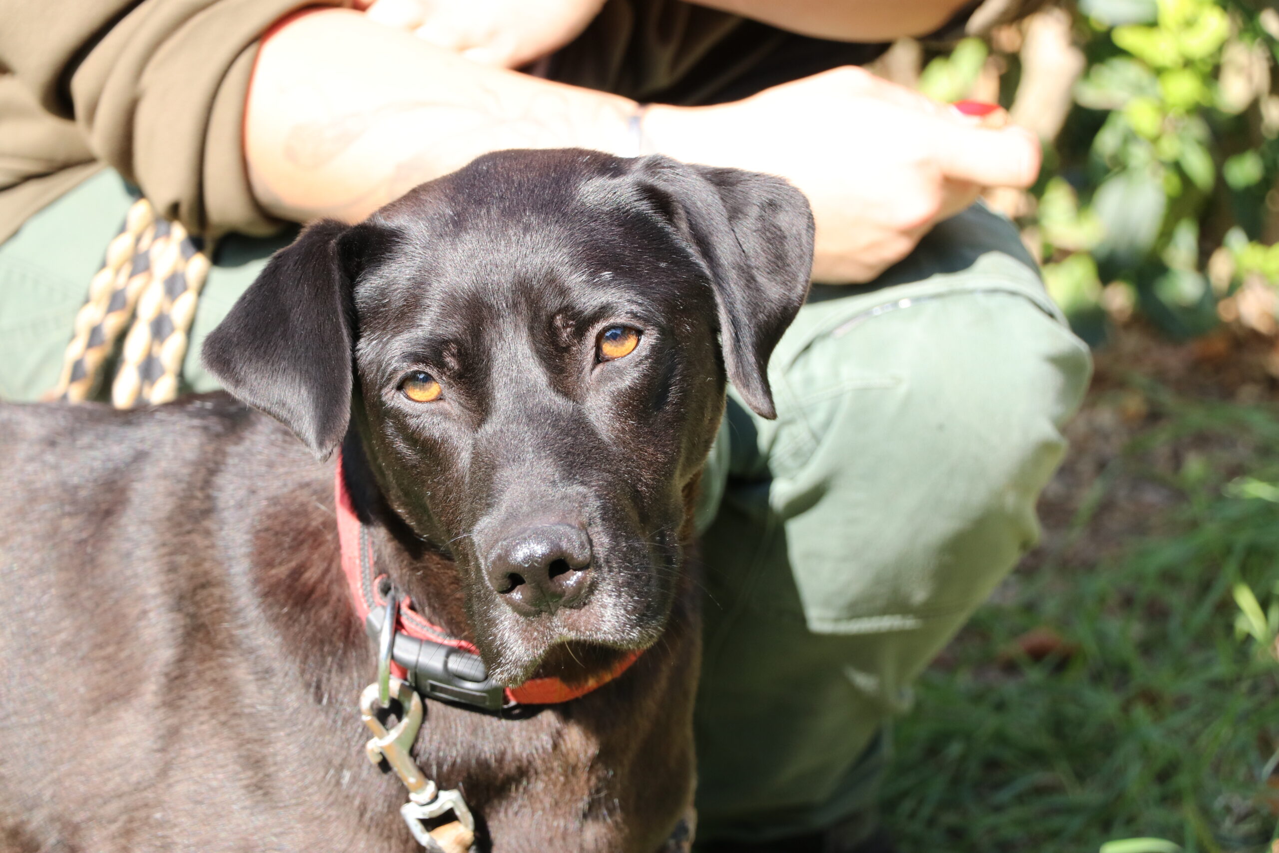 Hund Hamstaff Zuhause gesucht Tierheim Hoffnung für Tiere