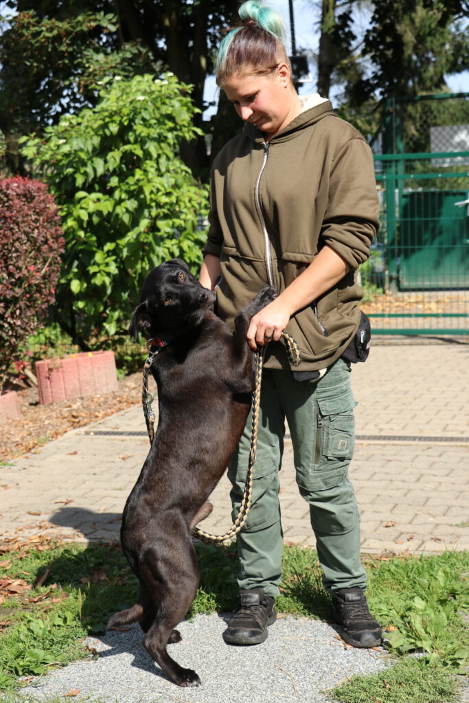 Hund Hamstaff Zuhause gesucht Tierheim Hoffnung für Tiere