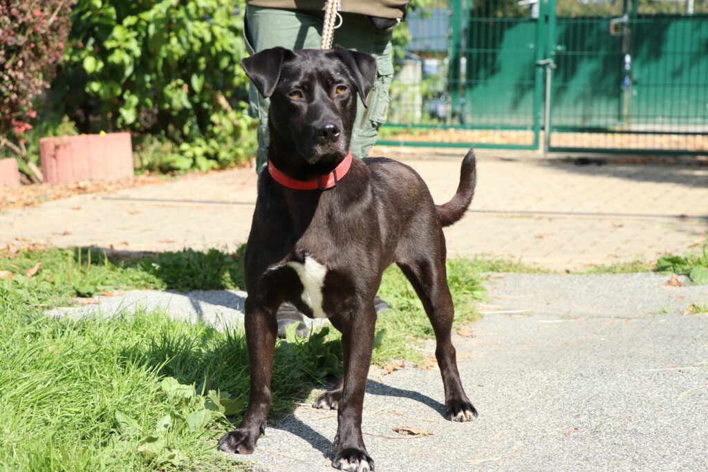 Hund Hamstaff Zuhause gesucht Tierheim Hoffnung für Tiere