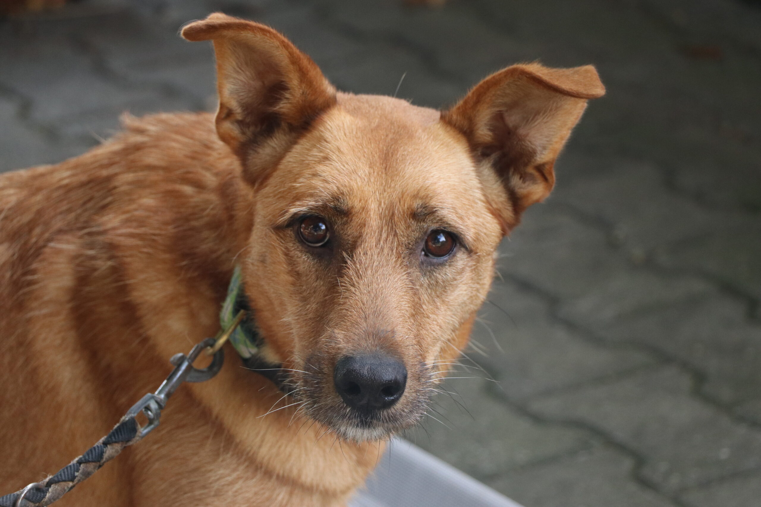 Exa Hund Exa Zuhause gesucht Tierheim Hoffnung für Tiere