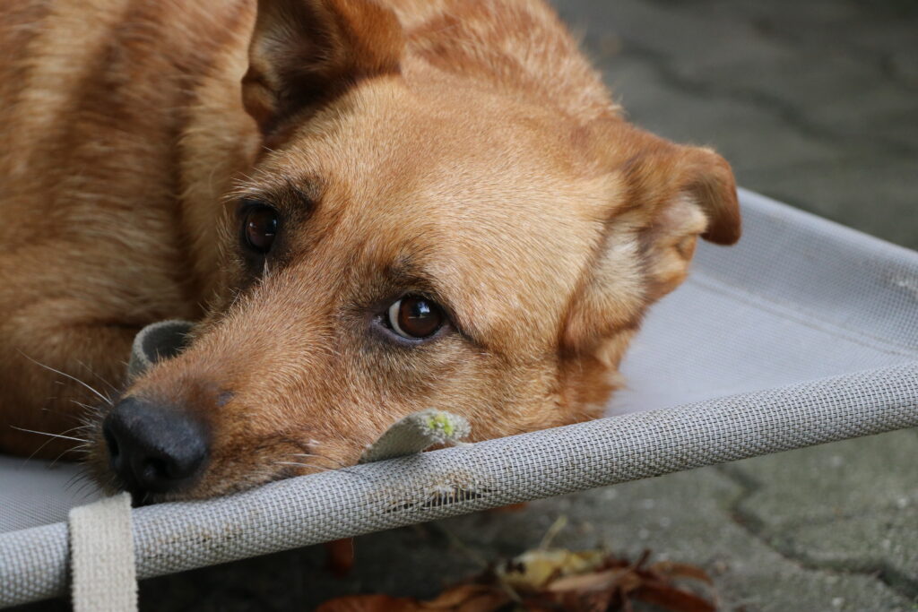 Hund Exa Zuhause gesucht Tierheim Hoffnung für Tiere