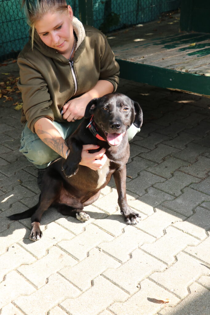 Hund Hamstaff Zuhause gesucht Tierheim Hoffnung für Tiere