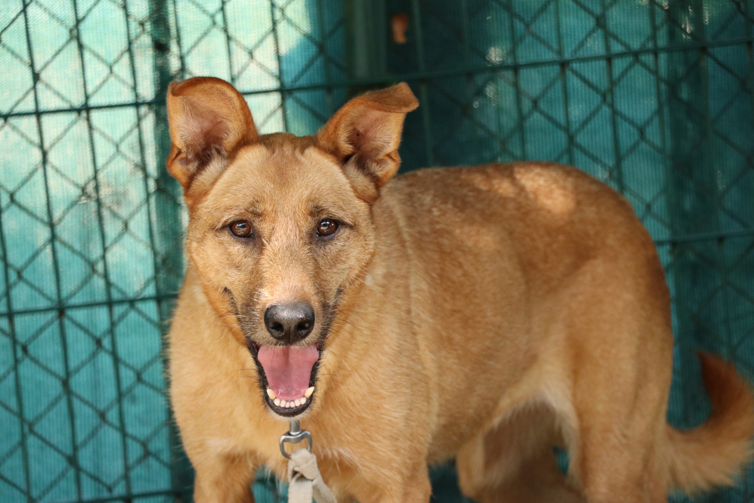 Hund Exa Zuhause gesucht Tierheim Hoffnung für Tiere