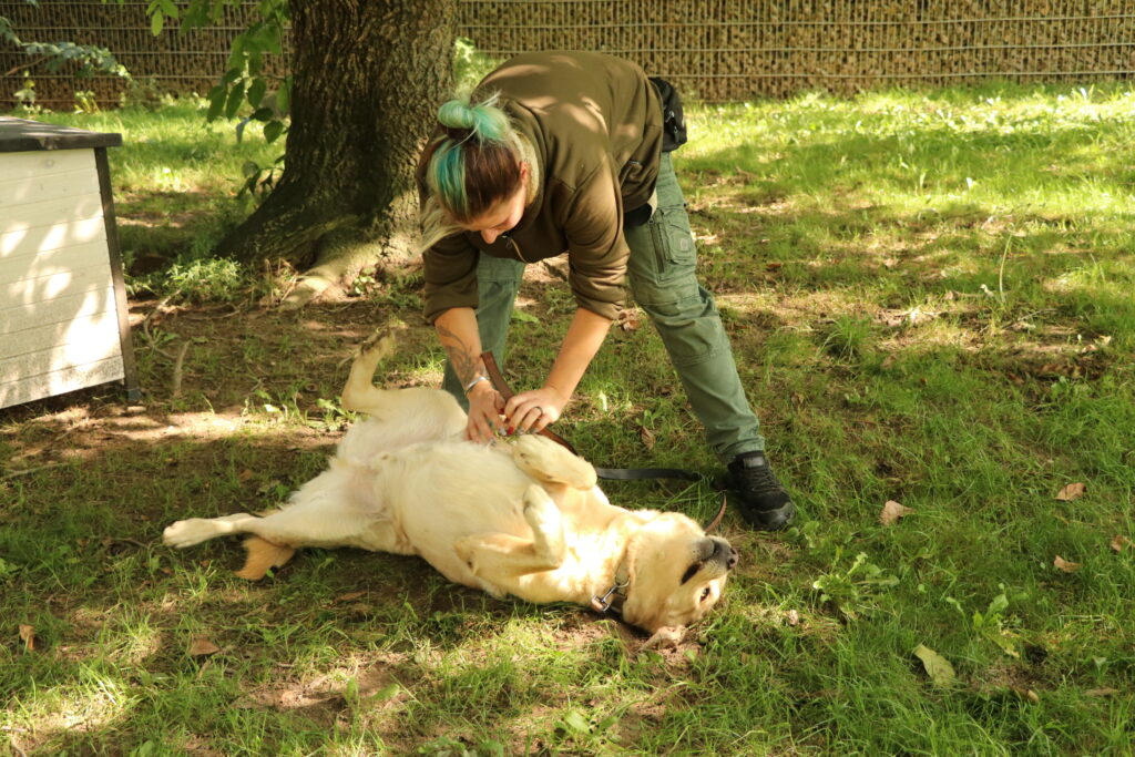 Hund Asko Zuhause gesucht Tierheim Hoffnung für Tiere