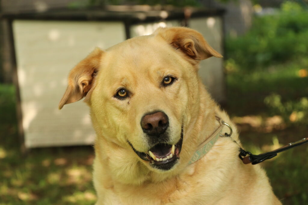 Hund Asko Zuhause gesucht Tierheim Hoffnung für Tiere