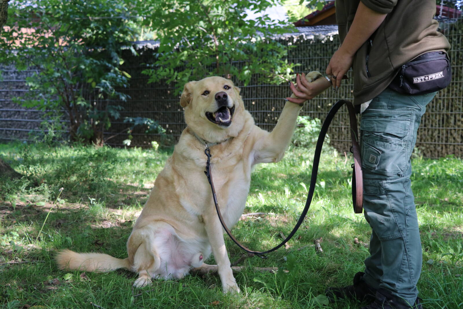 Hund Asko, Labrador-Eurasier-Mix – TSV Hoffnung für Tiere e. V.