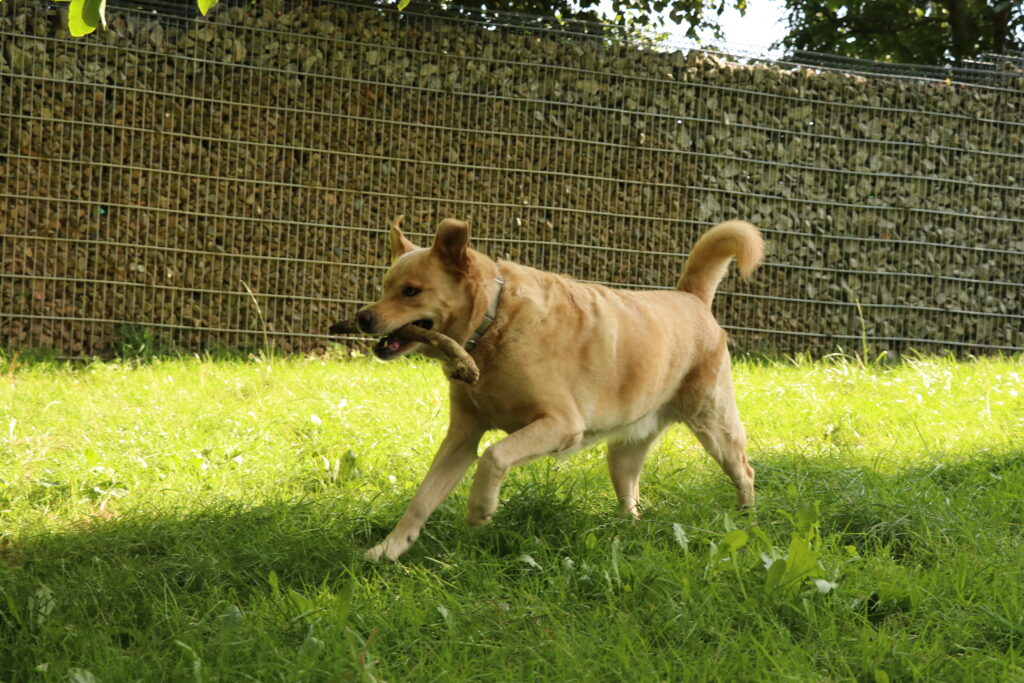 Hund Asko Zuhause gesucht Tierheim Hoffnung für Tiere