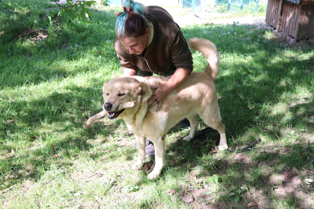Hund Asko Zuhause gesucht Tierheim Hoffnung für Tiere