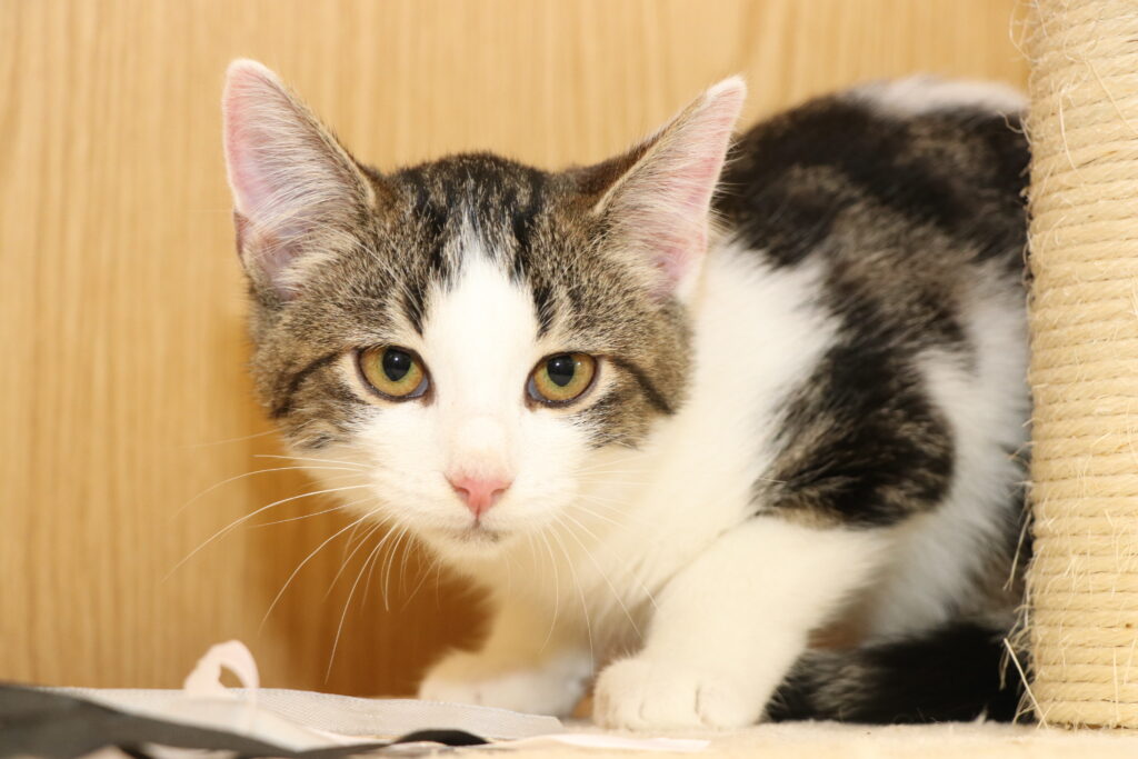 Kater Malin Zuhause gesucht Tierheim Tierhoffnung