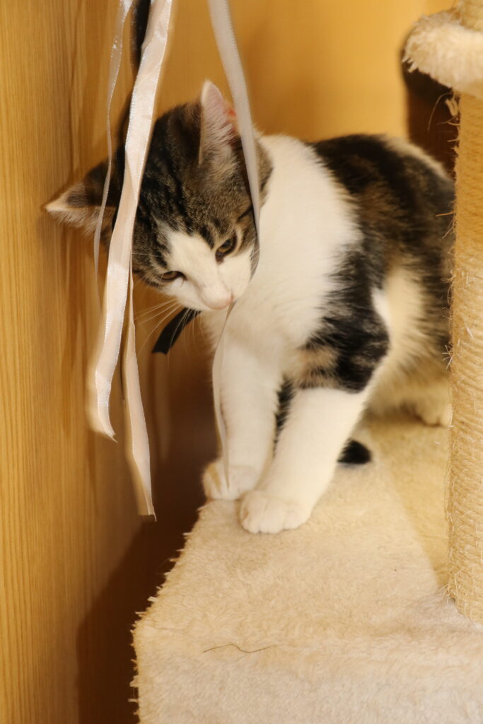 Kater Malin Zuhause gesucht Tierheim Tierhoffnung