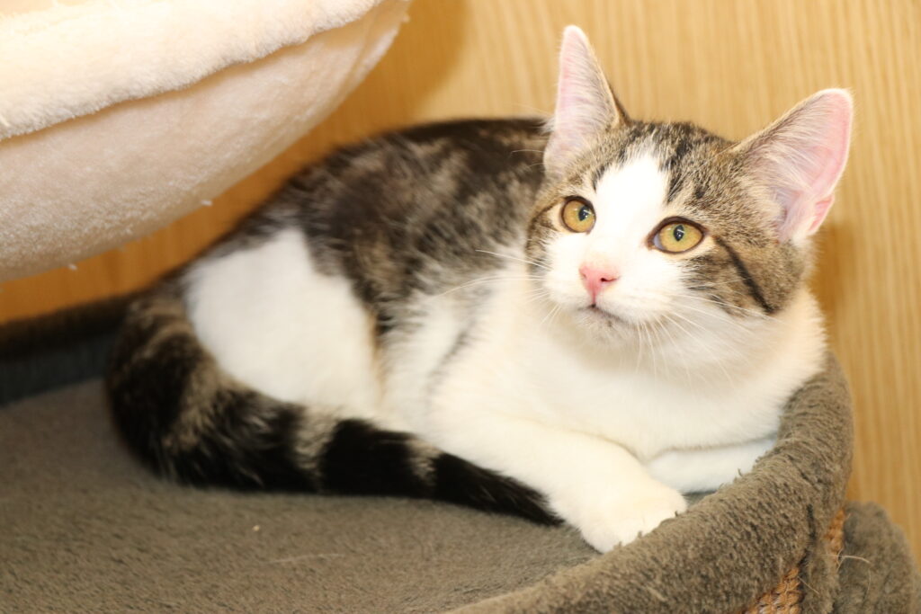 Kater Malin Zuhause gesucht Tierheim Tierhoffnung