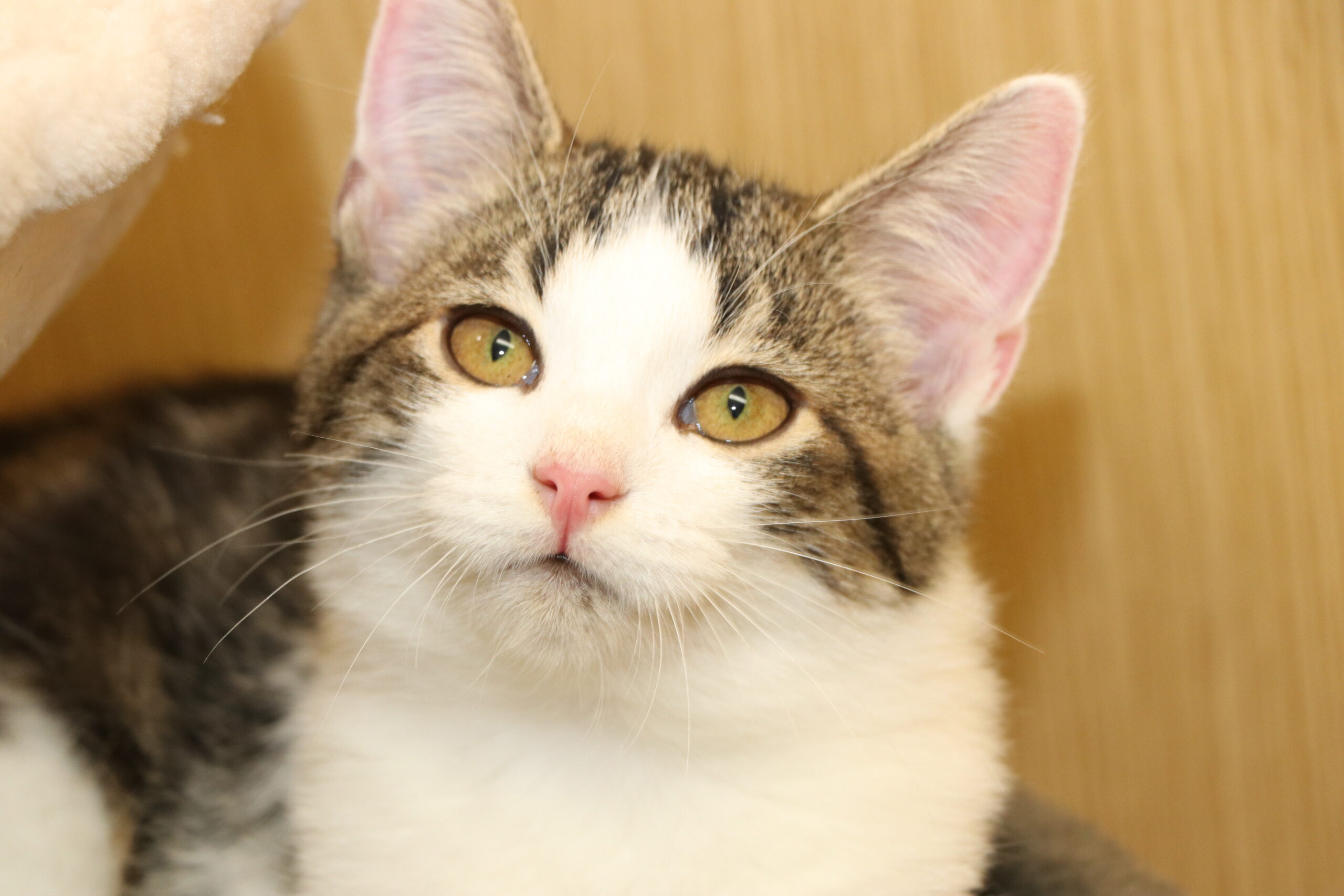 Kater Malin Zuhause gesucht Tierheim Tierhoffnung