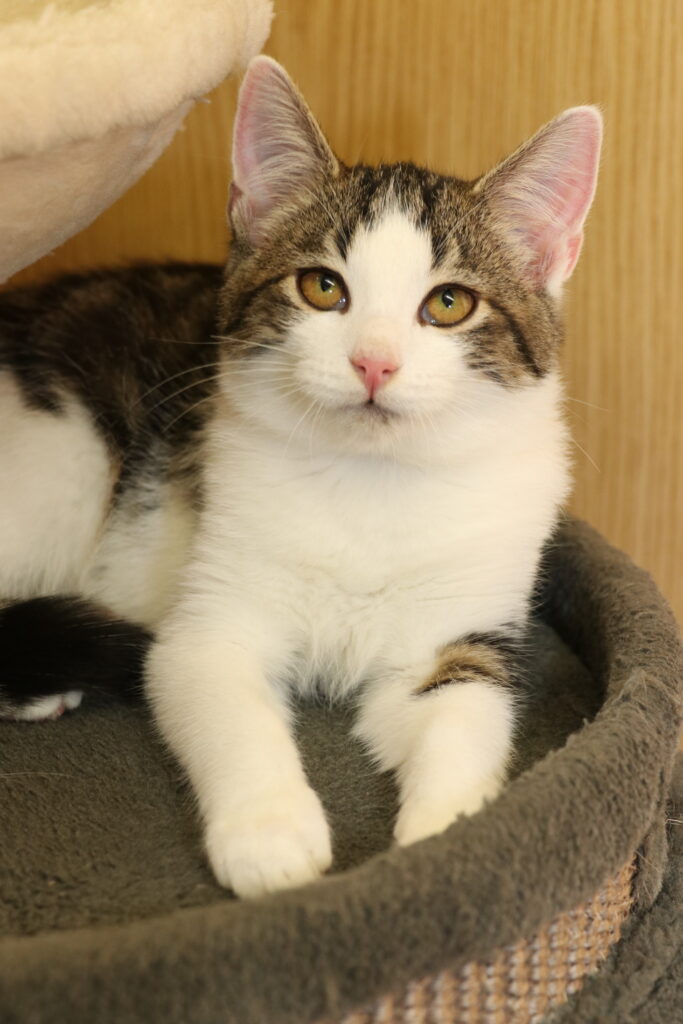 Kater Malin Zuhause gesucht Tierheim Tierhoffnung