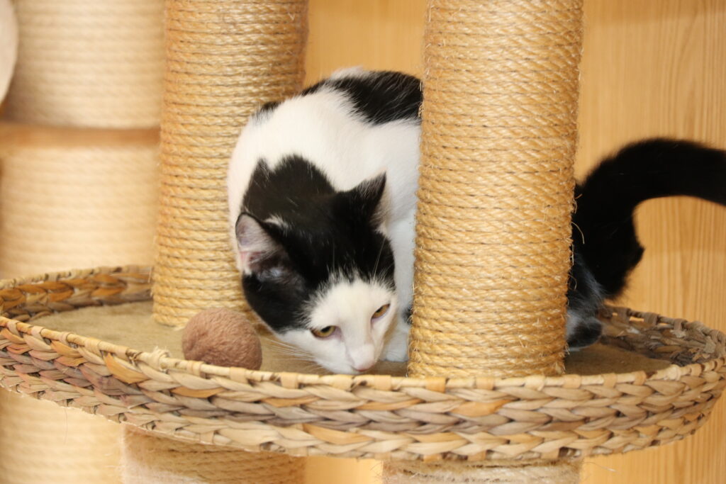 Kater Kian Zuhause gesucht Tierheim Tierhoffnung