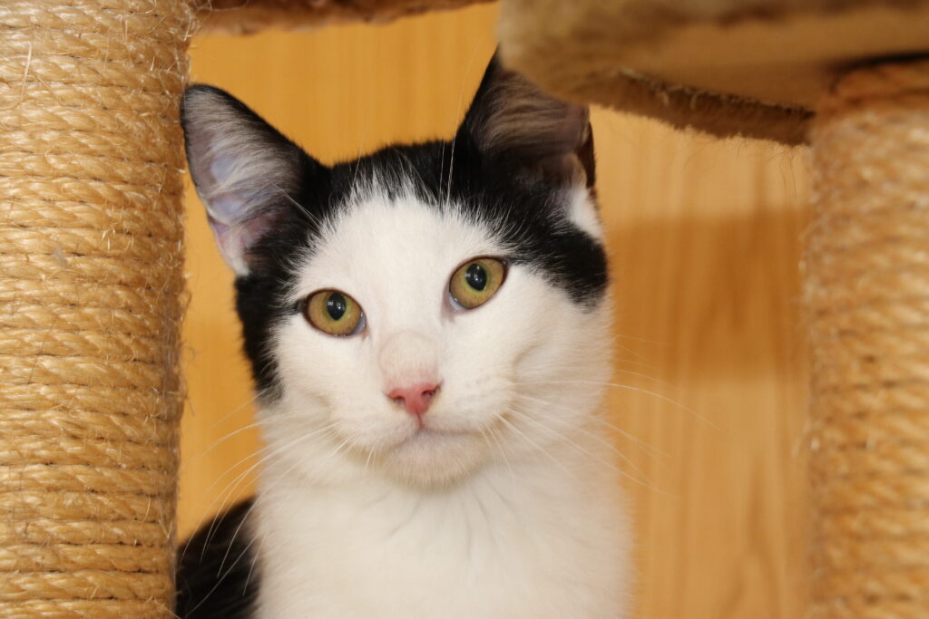 Kater Kian Zuhause gesucht Tierheim Tierhoffnung