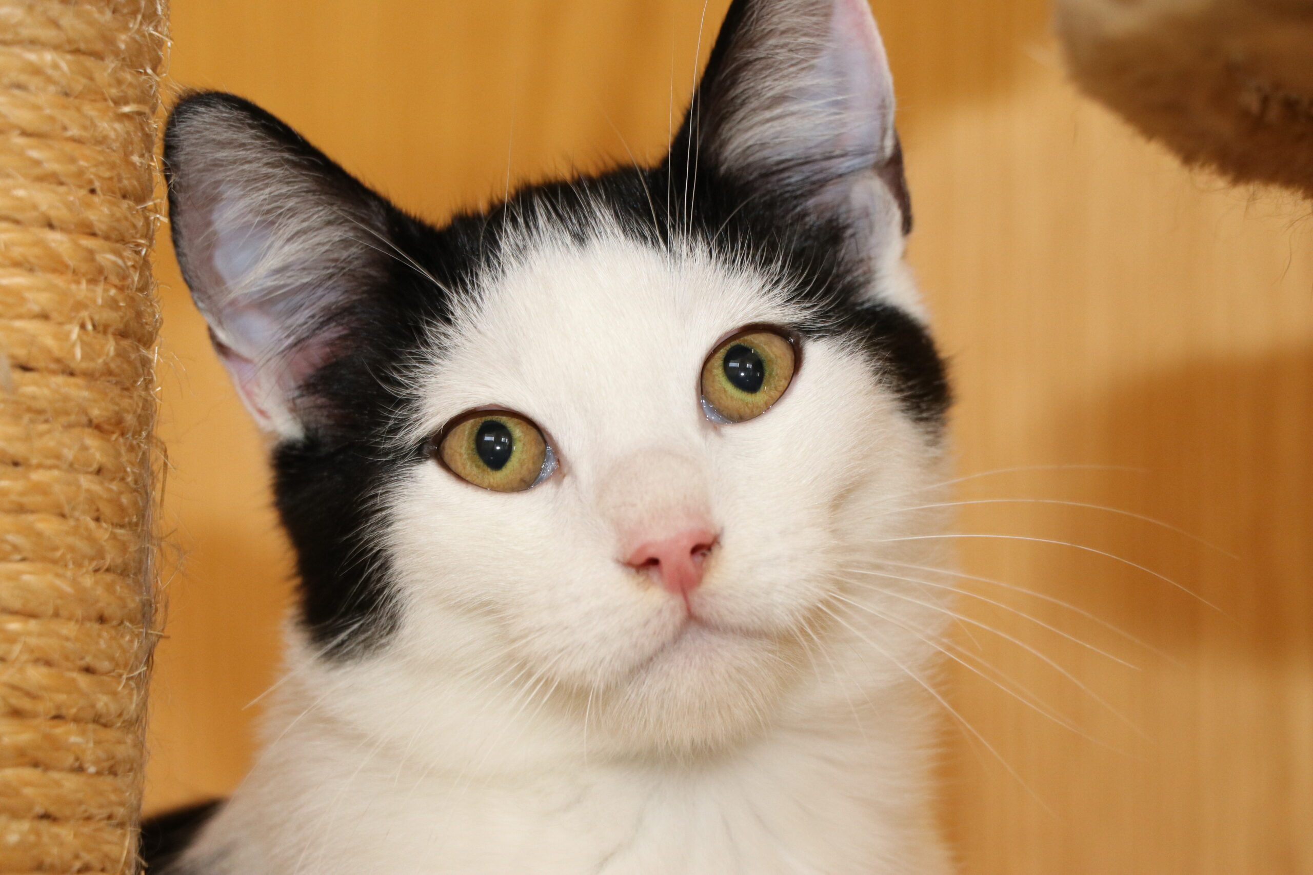 Kater Kian Zuhause gesucht Tierheim Tierhoffnung