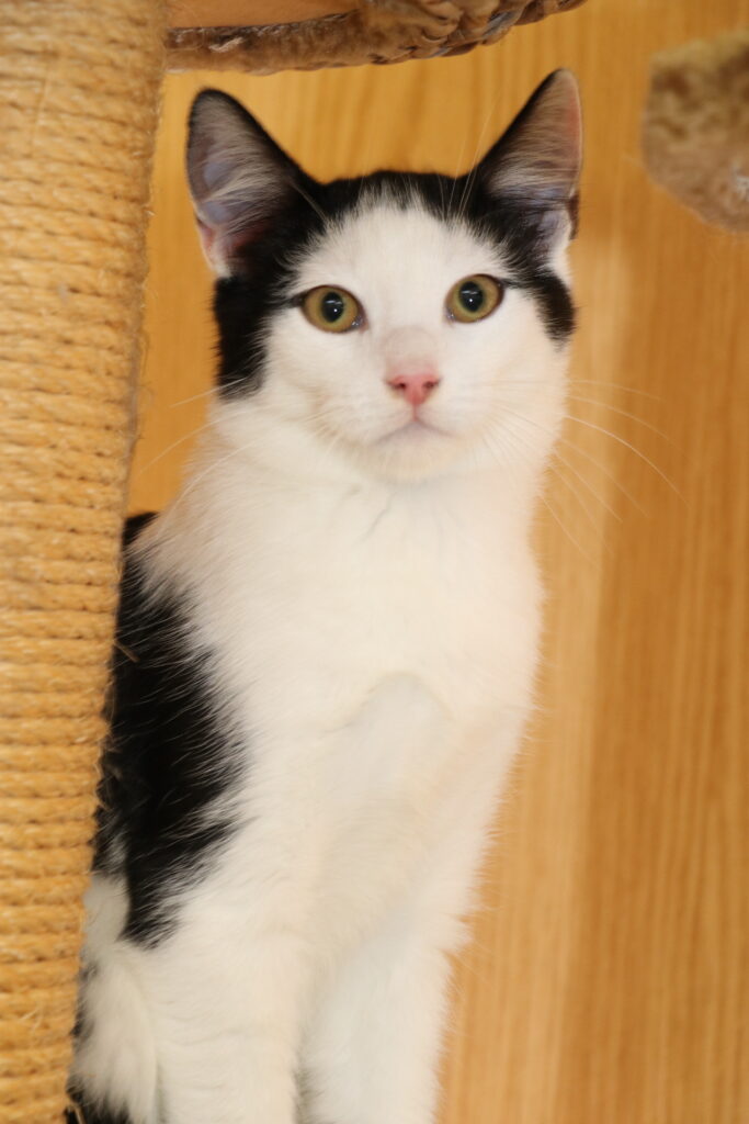 Kater Kian Zuhause gesucht Tierheim Tierhoffnung