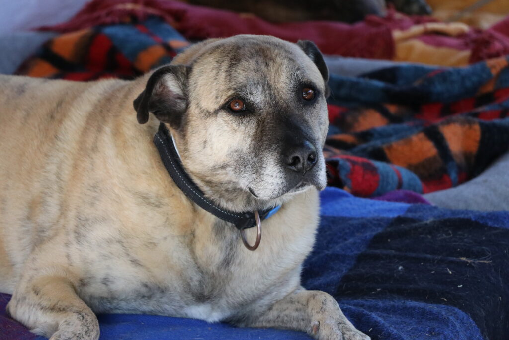 Randolf Hund Randolf Zuhause gesucht Tierheim Hoffnung für Tiere