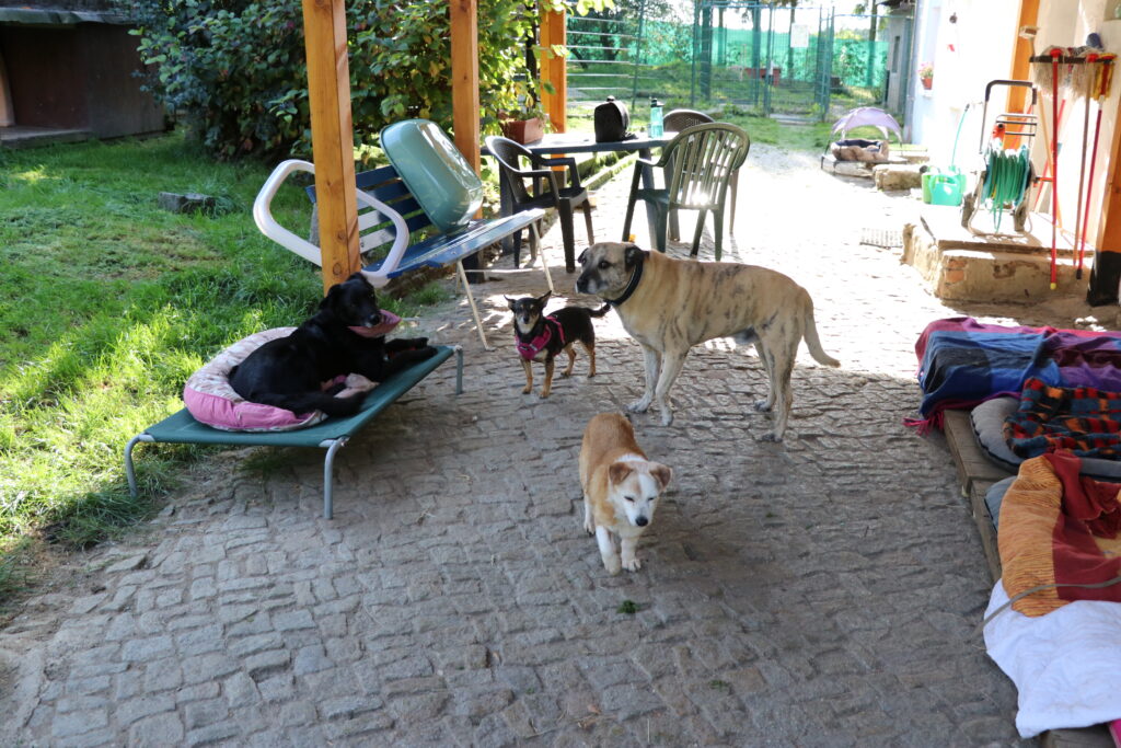 Randolf und Freunde Hund Randolf Zuhause gesucht Tierheim Hoffnung für Tiere