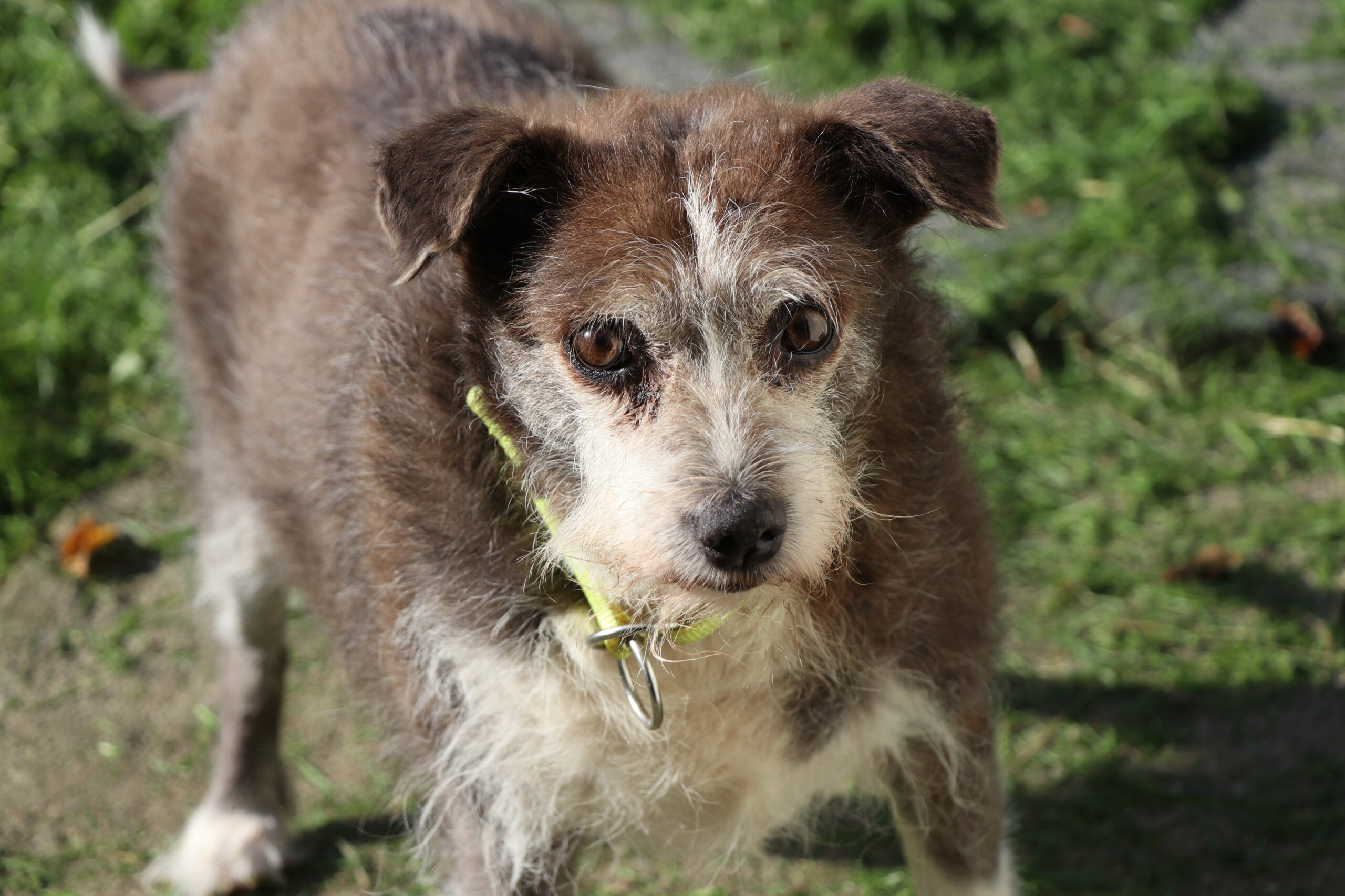 Hund Lilli Notfall Zuhause gesucht Tierheim
