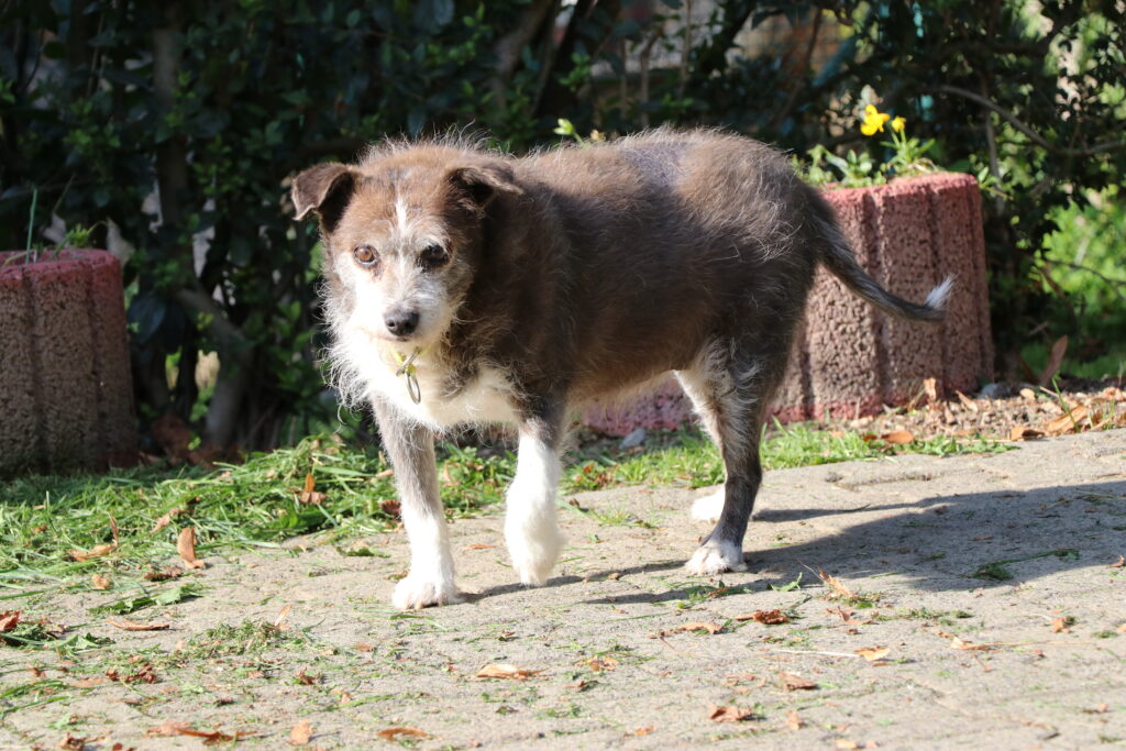 Hund Lilli Notfall Zuhause gesucht Tierheim
