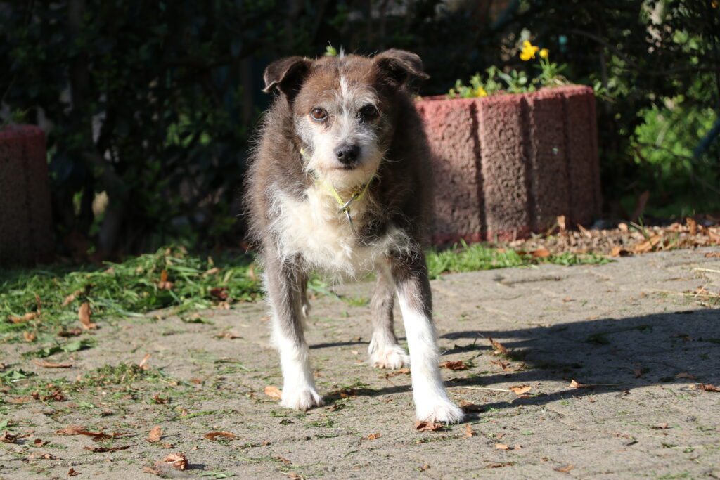 Hund Lilli Notfall Zuhause gesucht Tierheim