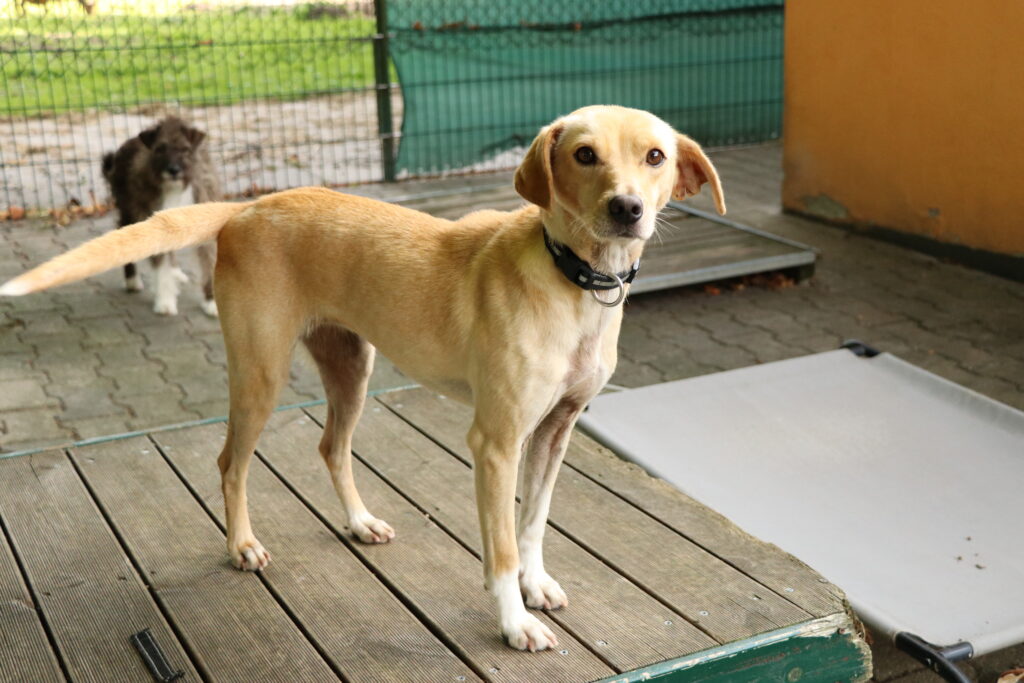 Hund Ella Zuhause gesucht Tierheim Hoffnung für Tiere