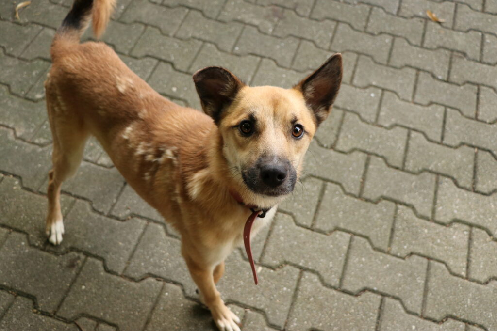 Paris Hund Paris Zuhause gesucht Tierheim Hoffnung für Tiere