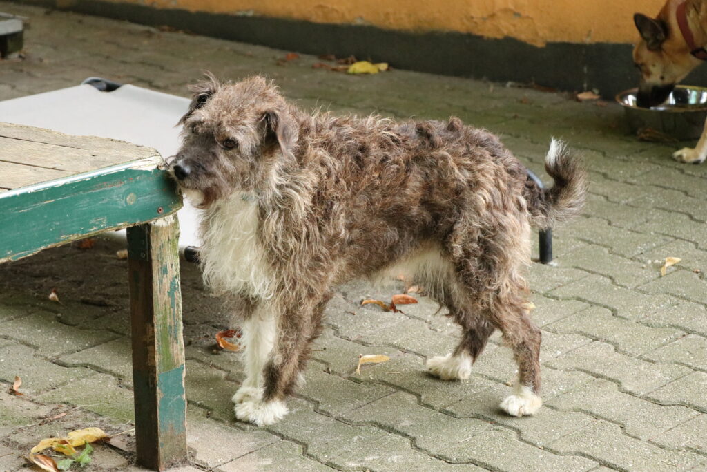 Hund Cindy Zuhause gesucht Tierheim Hoffnung für Tiere