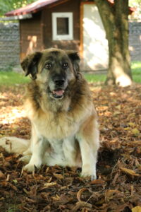 Hund Babuszka Zuhause gesucht Tierheim Hoffnung für Tiere